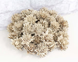 1.5" Bark Zinnia - 50 Pack - Sola Wood Flowers