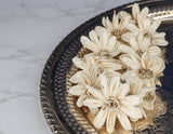 1.5" Daisy May (10 Pack) - Sola Wood Flowers
