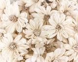 1.5" Daisy May - 50 Pack - Sola Wood Flowers