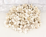 1.5" Distressed Daisy - 50 Pack - Sola Wood Flowers