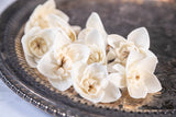 1.5" Freesia Plantae (10 Pack) - Sola Wood Flowers