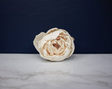 1.5" Sorbet Peony (10 Pack) - Sola Wood Flowers