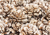 2" Bark Dahlia - 50 Pack - Sola Wood Flowers