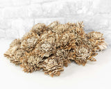 2" Bark Zinnia - 50 Pack - Sola Wood Flowers
