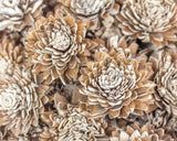 2" Bark Zinnia - 50 Pack - Sola Wood Flowers