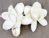 2" Bitty (10 Pack) - Sola Wood Flowers