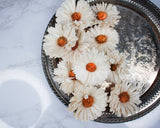 2" Classic Daisy (10 Pack) - Sola Wood Flowers