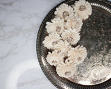 2" Coco Zinnia (10 pack) - Sola Wood Flowers