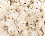 2" Daisy May - 50 Pack - Sola Wood Flowers