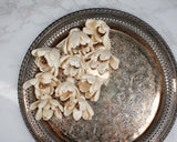 2" Harriet (10 Pack) - Sola Wood Flowers