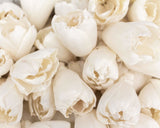 2" Precious Tulip - 50 Pack - Sola Wood Flowers
