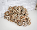 3" Bark Zinnia - 50 Pack - Sola Wood Flowers