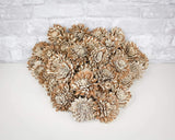 3" Bark Zinnia - 50 Pack - Sola Wood Flowers