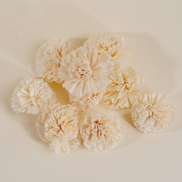 3-carnation-10-pack-