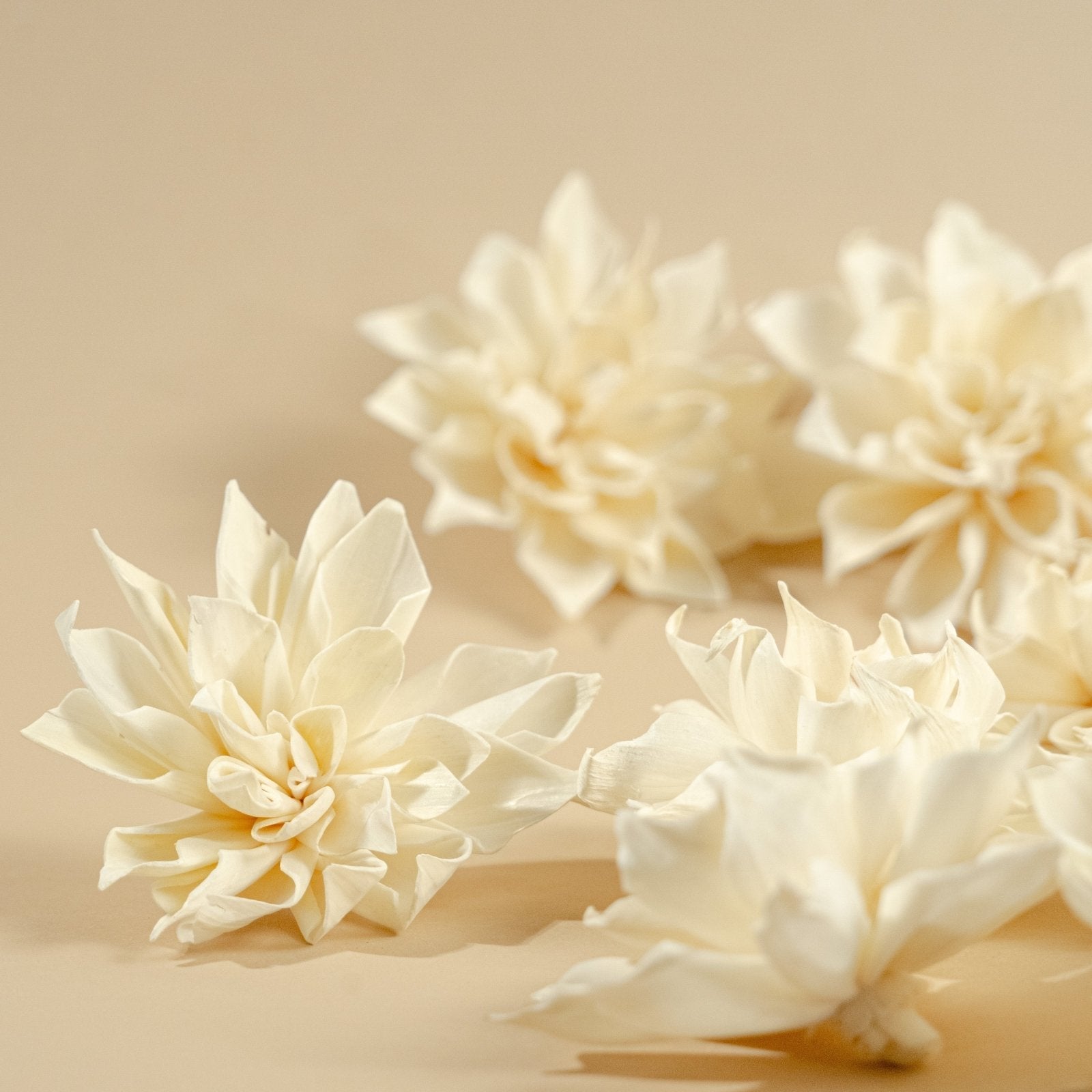 Ｄahlia☆ Shop Zingaro Dahlia Online | Dahlia Bulbs | Breck's