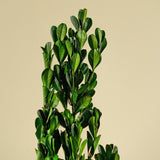 Boxwood Greenery - Sola Wood Flowers