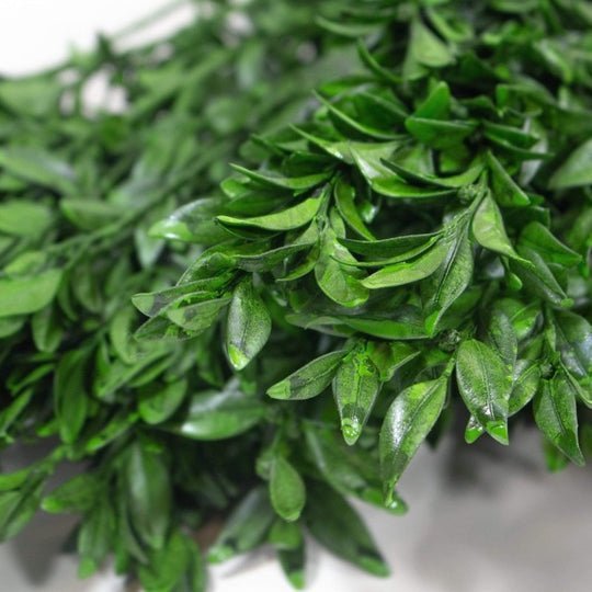Boxwood Greenery 1/3 – Sola Wood Flowers