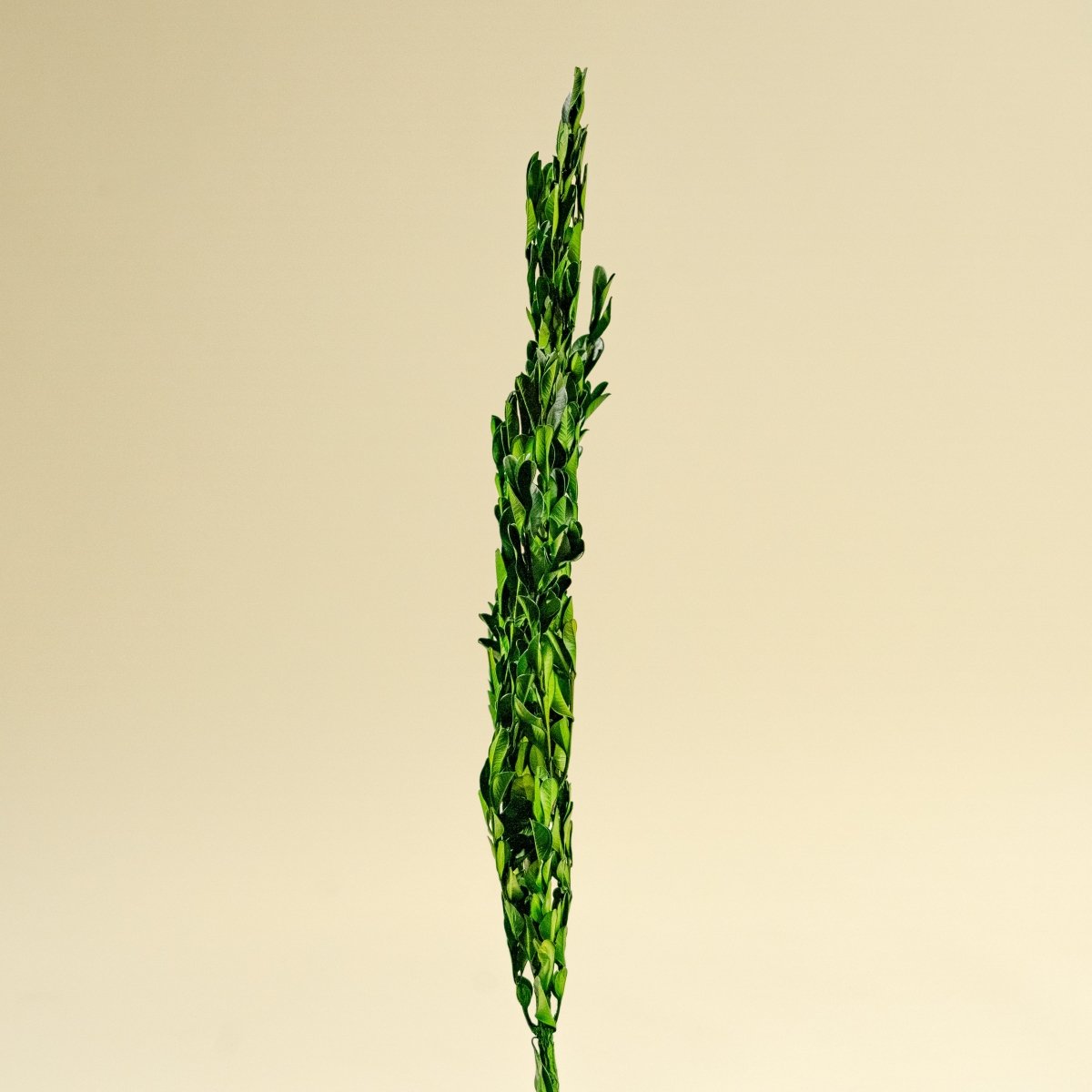 Boxwood Greenery – Sola Wood Flowers