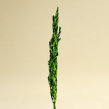 Boxwood Greenery - Sola Wood Flowers