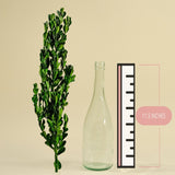 Boxwood Greenery - Sola Wood Flowers