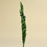 Boxwood Greenery - Sola Wood Flowers