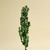 Boxwood Greenery - Sola Wood Flowers