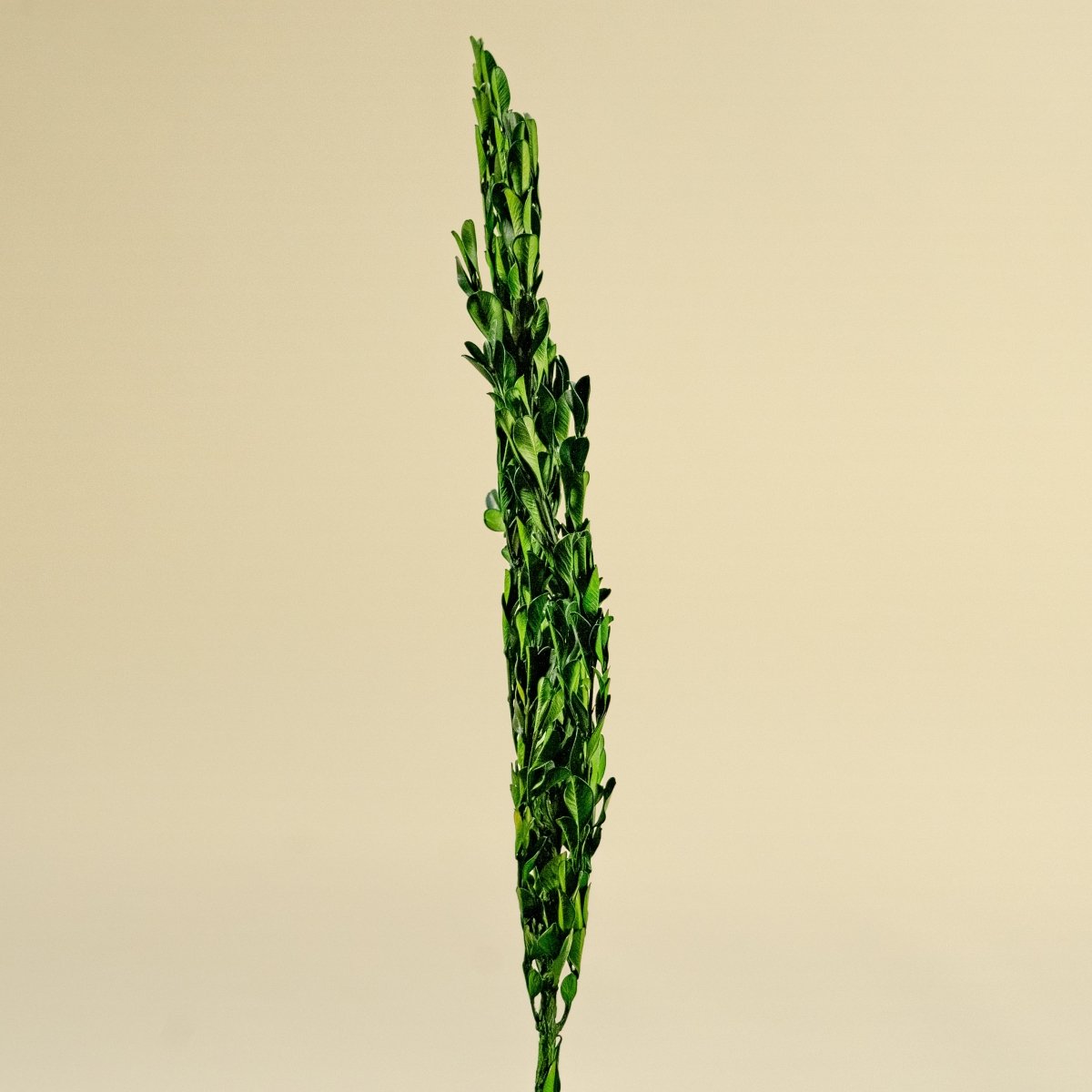 Boxwood Greenery - Sample – Sola Wood Flowers