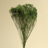Broom Bloom - Green - Sola Wood Flowers