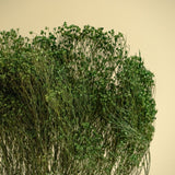 Broom Bloom - Green - Sola Wood Flowers
