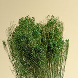 Broom Bloom - Green - Sola Wood Flowers