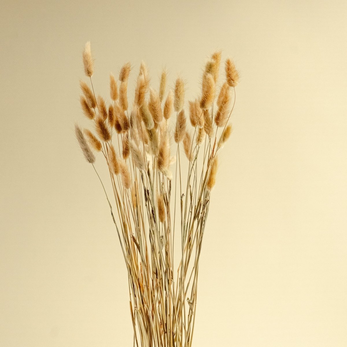 Bunny Tails (Natural) – Sola Wood Flowers