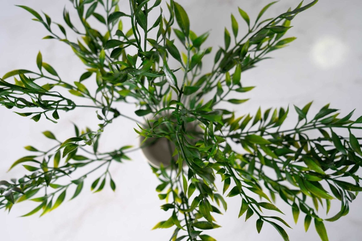 Faux Italian Ruscus - Green – Sola Wood Flowers