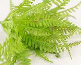 Fern Pick - Sola Wood Flowers