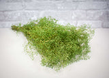 Greenery Sample Kit - Sola Wood Flowers
