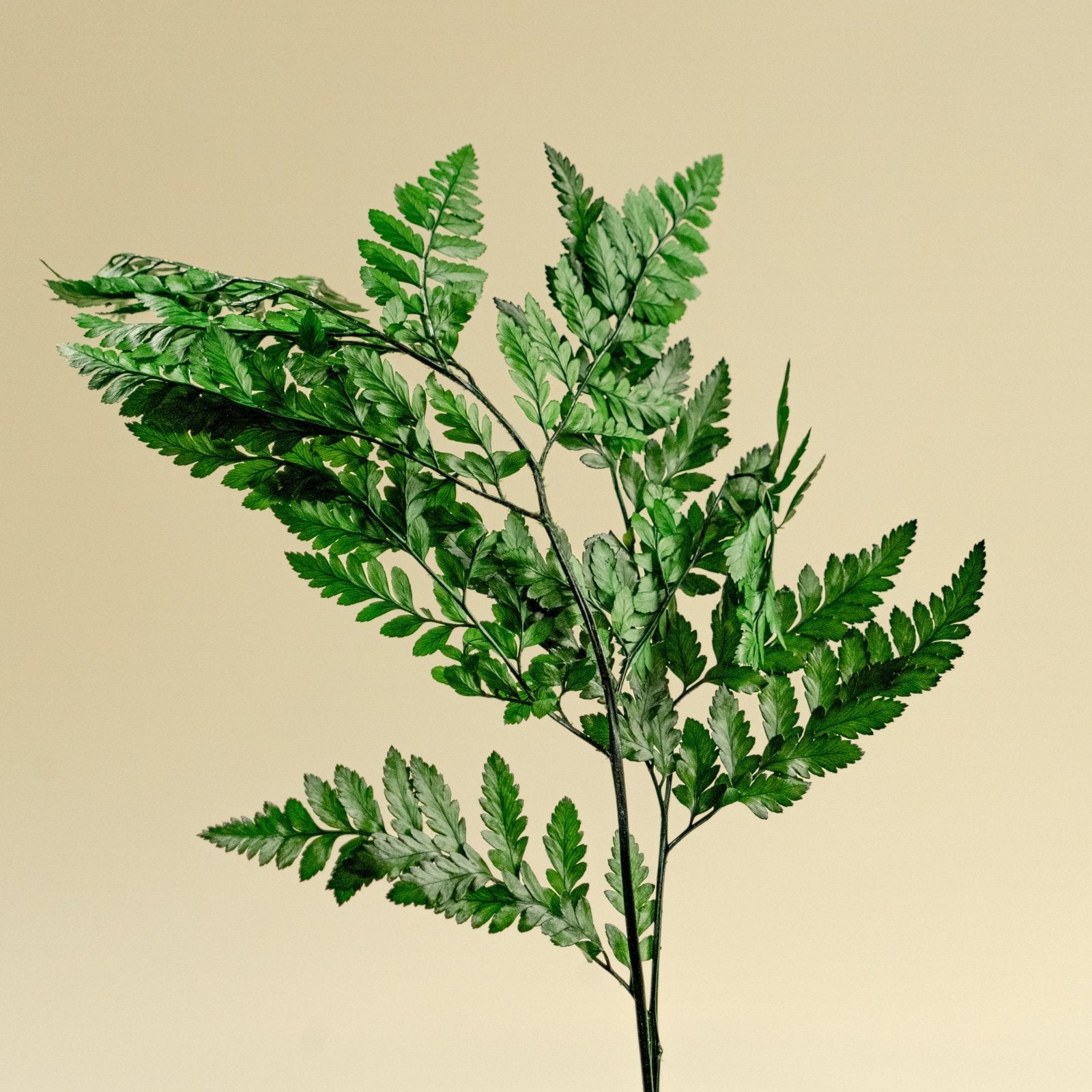 Leather Leaf - Green – Sola-Flowers