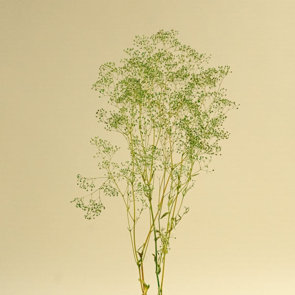 mini-gyp-basil-green-sample-