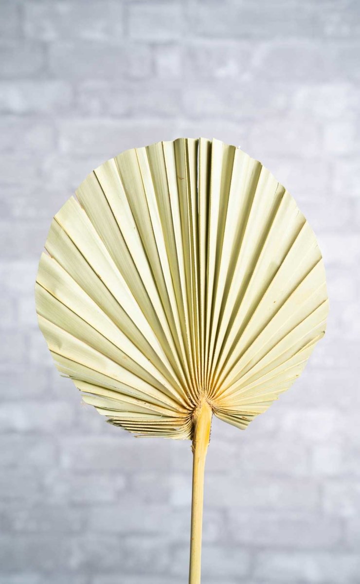 Palm Round Ex-Large (5 Pack) – Sola Wood Flowers