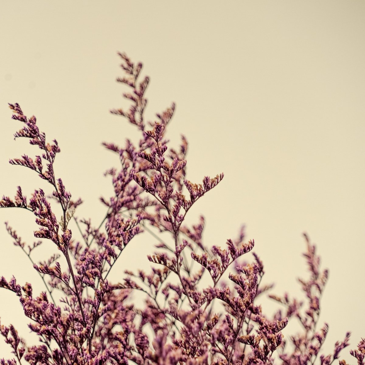 Preserved Caspia - Purple – Sola Wood Flowers
