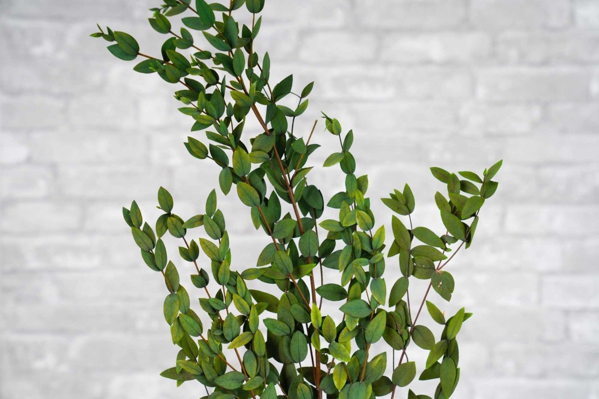 Preserved Gunni Eucalyptus - Green – Sola Wood Flowers