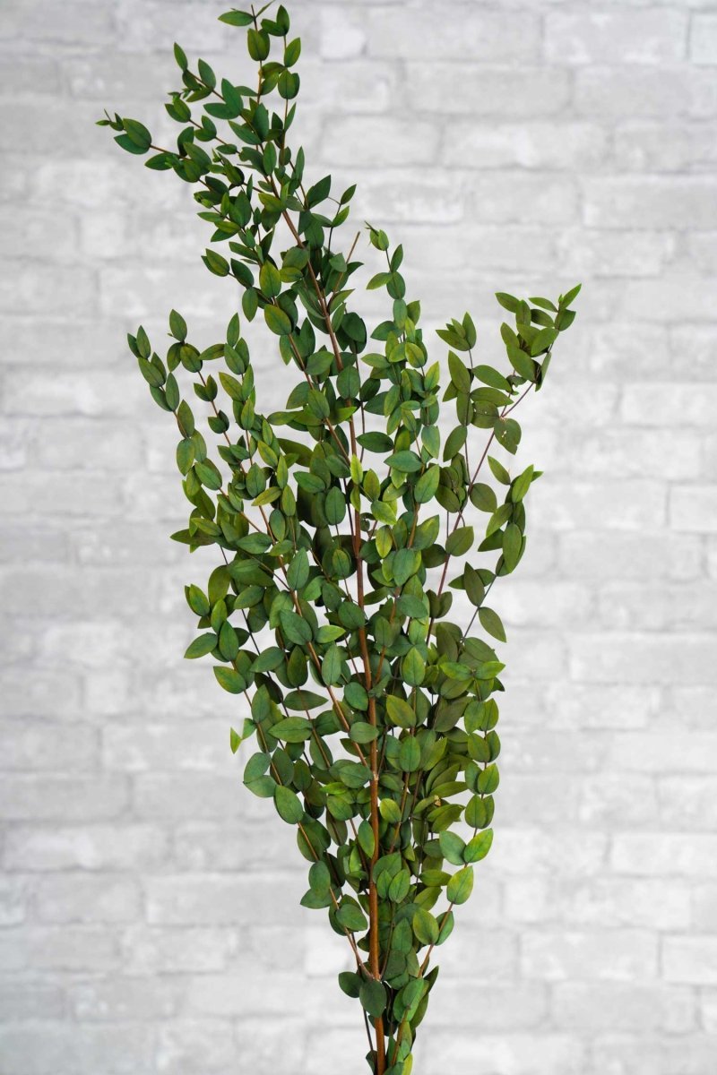 Preserved Gunni Eucalyptus - Green – Sola Wood Flowers