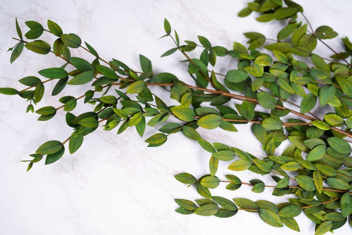 Preserved Gunni Eucalyptus - Green – Sola Wood Flowers
