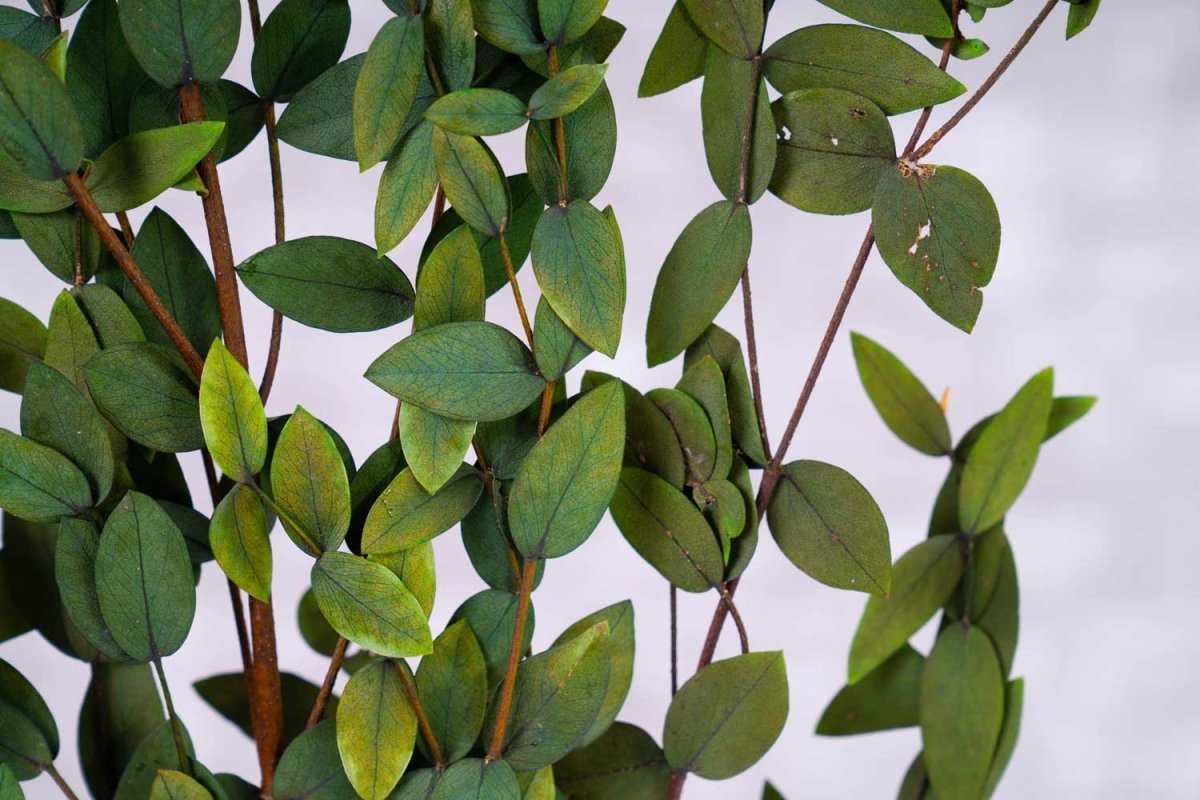 Preserved Gunni Eucalyptus - Green – Sola Wood Flowers