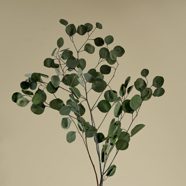 Preserved Silver Dollar Eucalyptus (Green) - Sample – Sola Wood