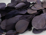 Preserved Silver Dollar Eucalyptus - Plum/Purple - Sola Wood Flowers