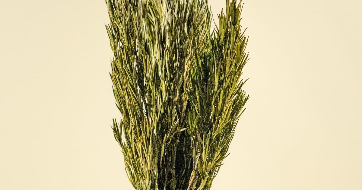 Salignum Male - Green – Sola Wood Flowers