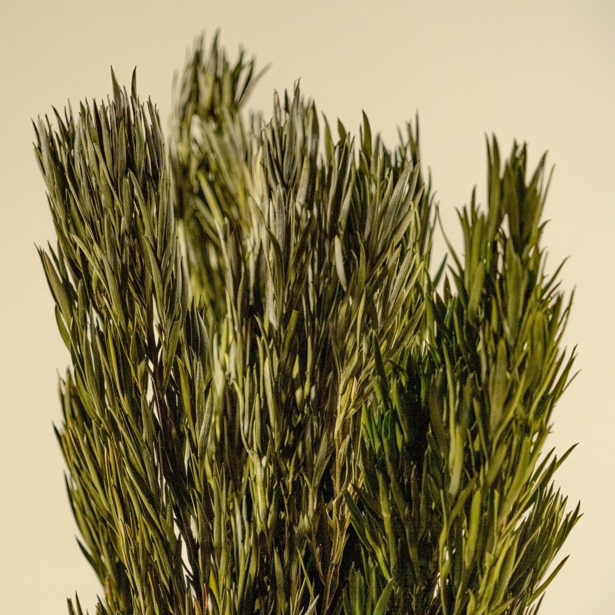 Salignum Male - Green – Sola Wood Flowers