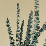 Satin Washed Eucalyptus (Kelly Green) - Sample - Sola Wood Flowers