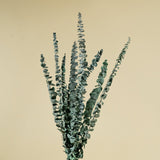 Satin Washed Eucalyptus (Kelly Green) - Sample - Sola Wood Flowers